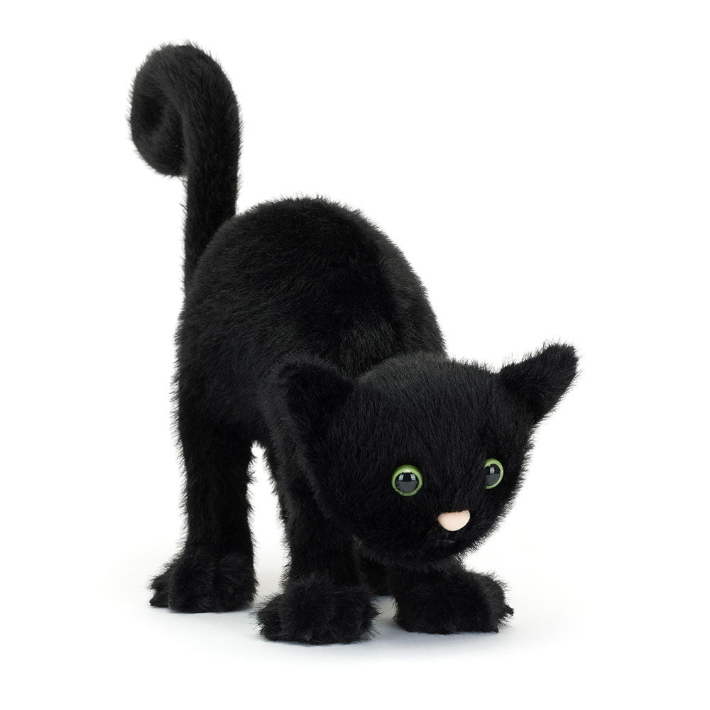 Spookie Paws Cat